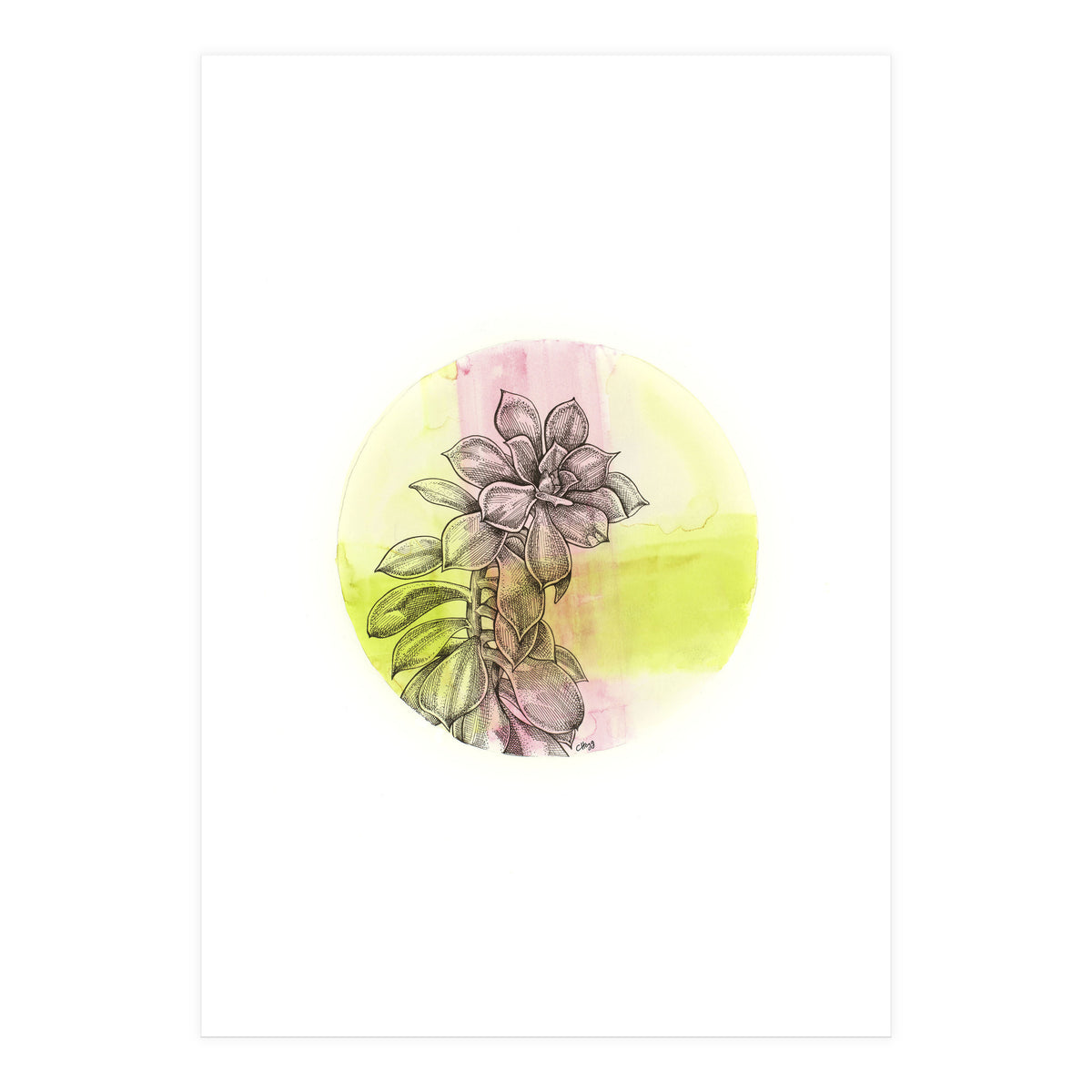 Succulent On Pink And Green (Print Only)