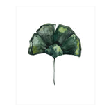 Botanical Illustration Ginko (Print Only) thumbnail