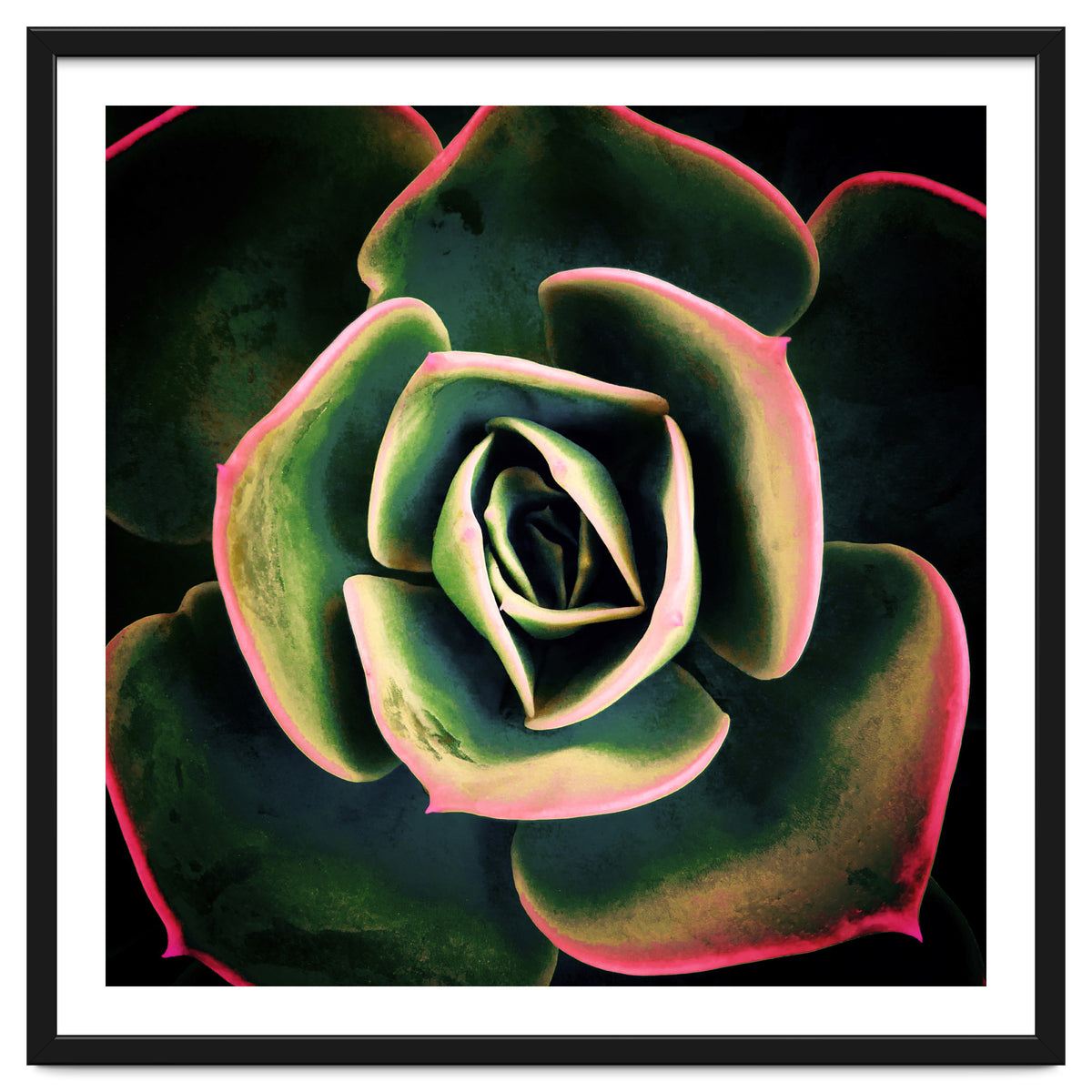 DARKSIDE OF SUCCULENTS XV