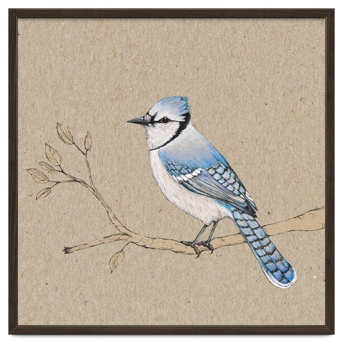 Blue jay
