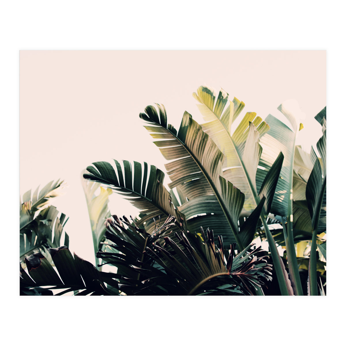 Paradise #4  (Print Only)