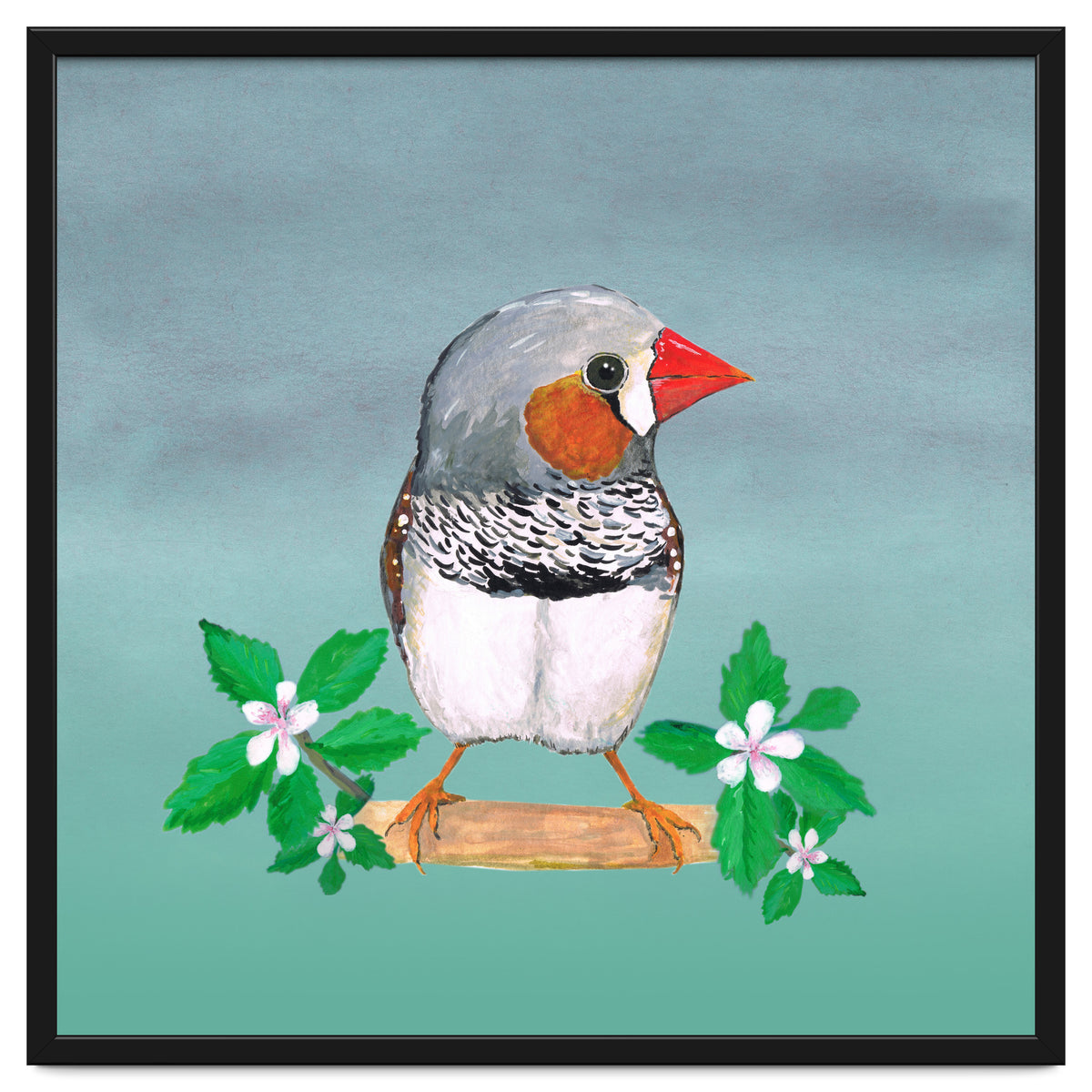 Zebra finch