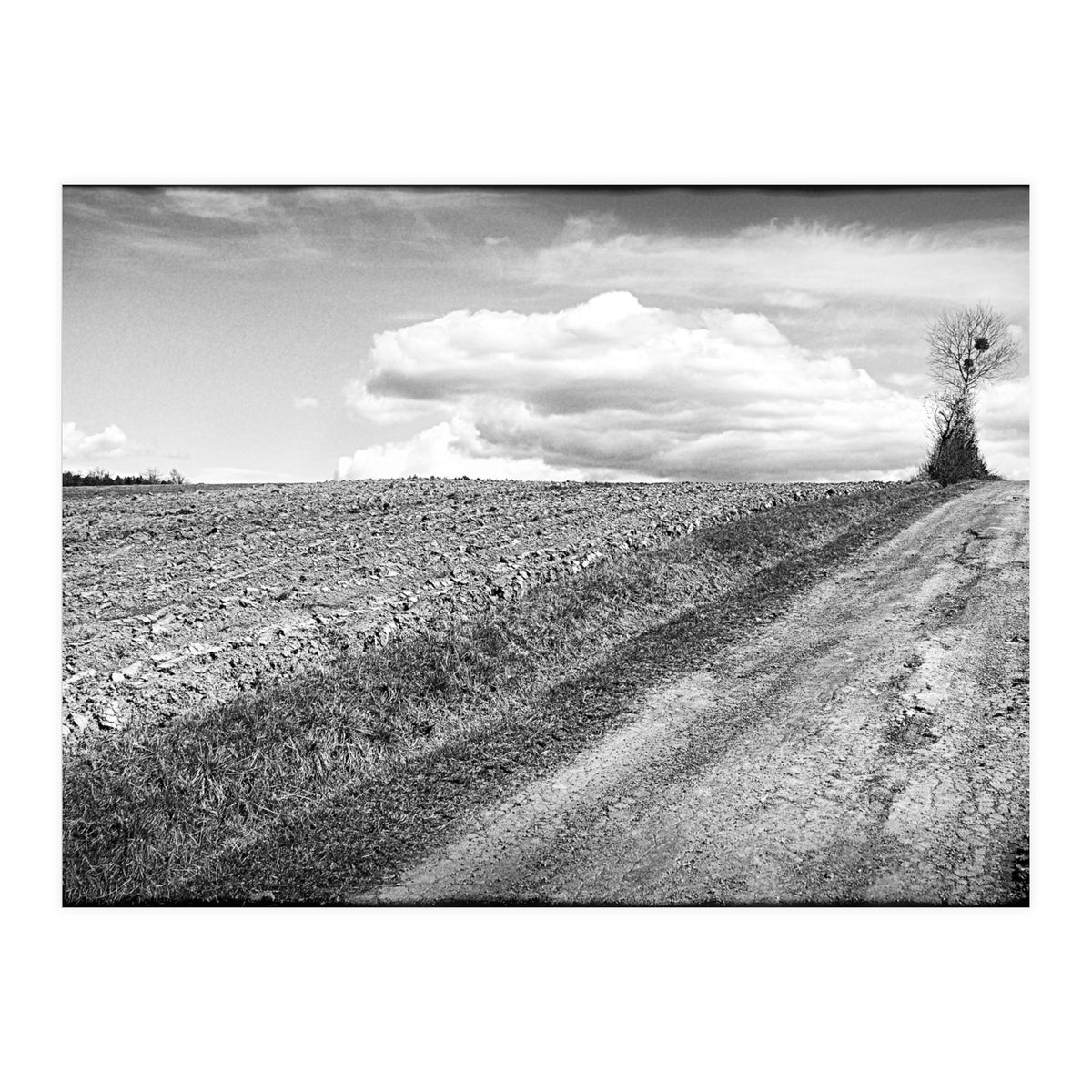 Lonely tree (Print Only)