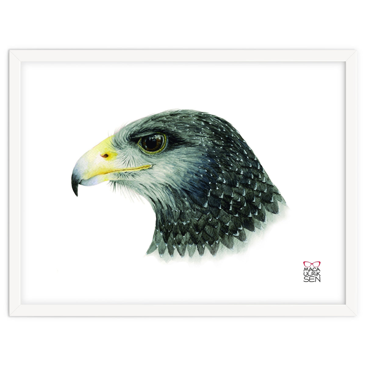 Black-chested buzzard-eagle