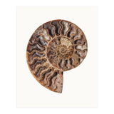 Cc Shell 05 (Print Only) thumbnail