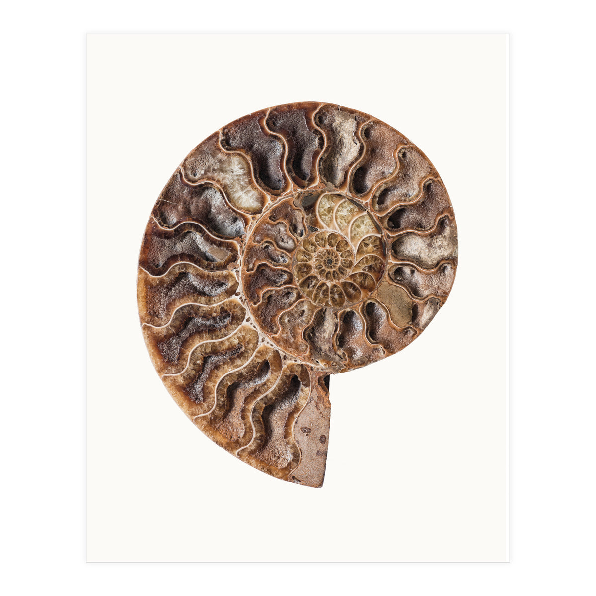 Cc Shell 05 (Print Only)