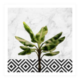 Banana Plant On White Marble And Checker Wall (Print Only) thumbnail