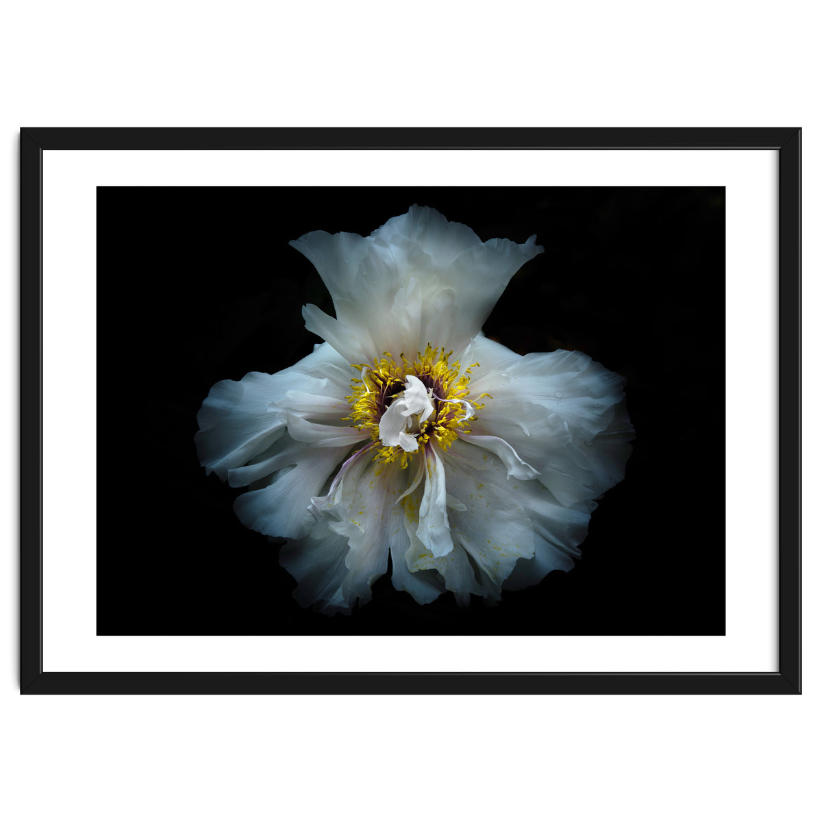 Backyard Flowers 49 Color Version