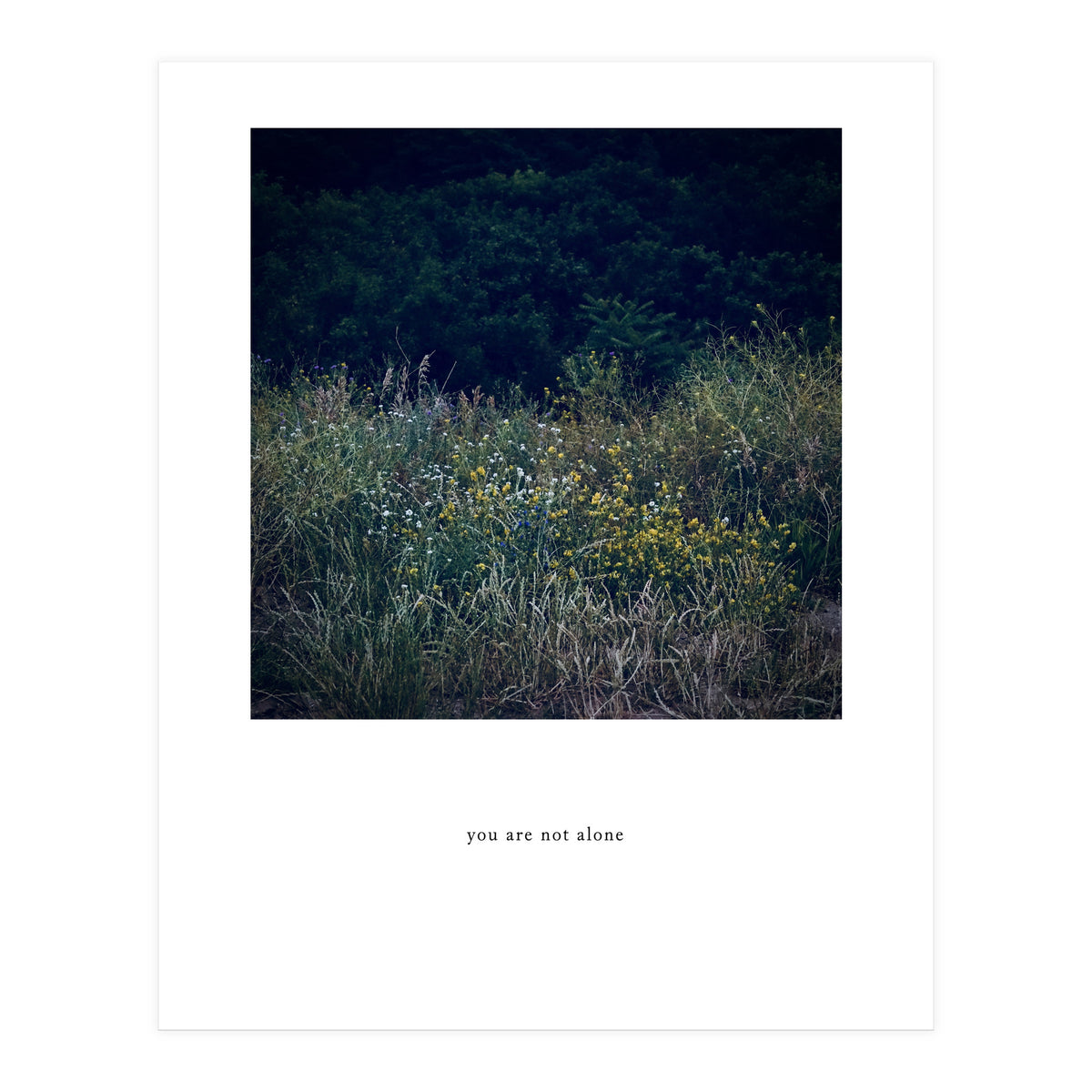 you are not alone - Nature Photography (Print Only)