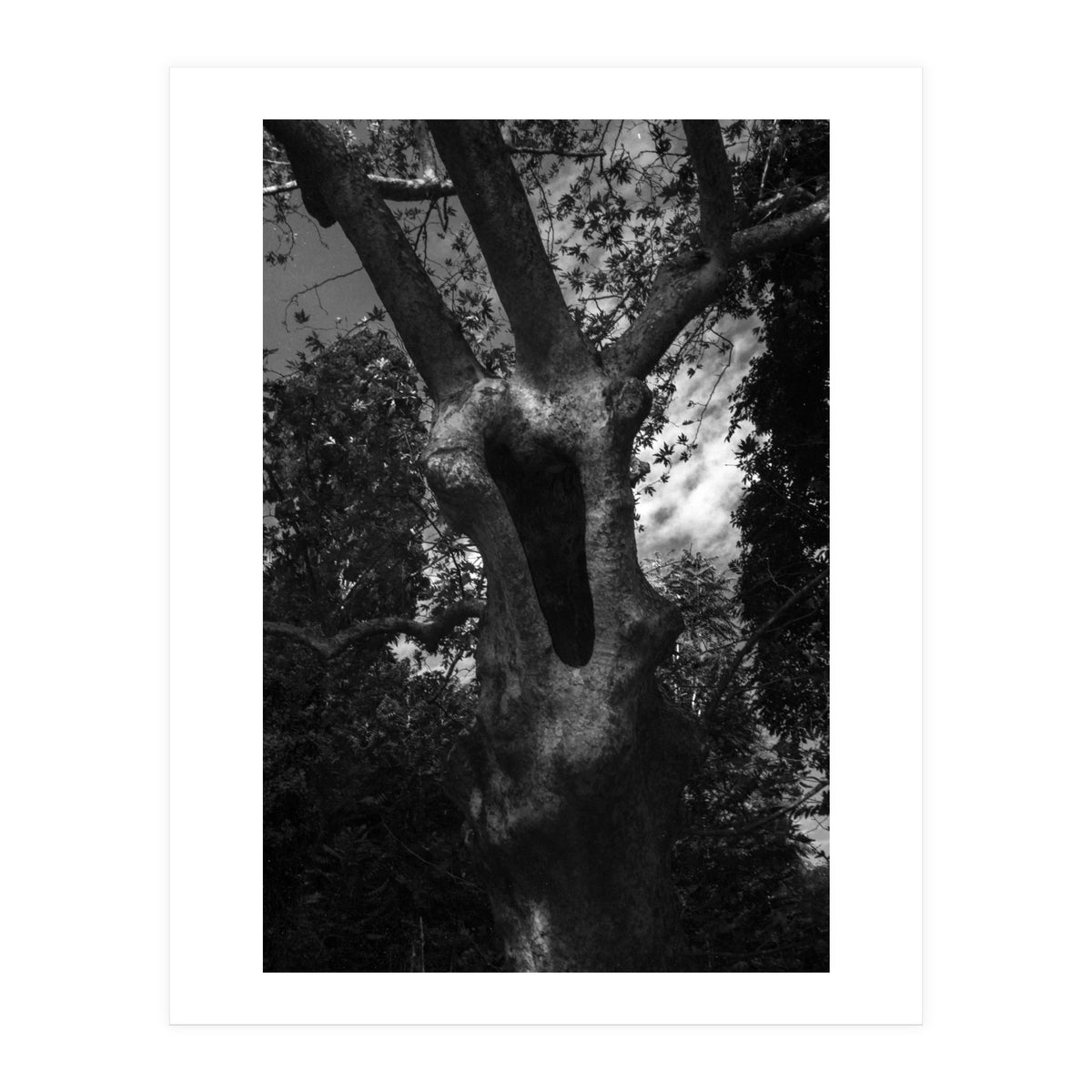 Into the Hole (Print Only)