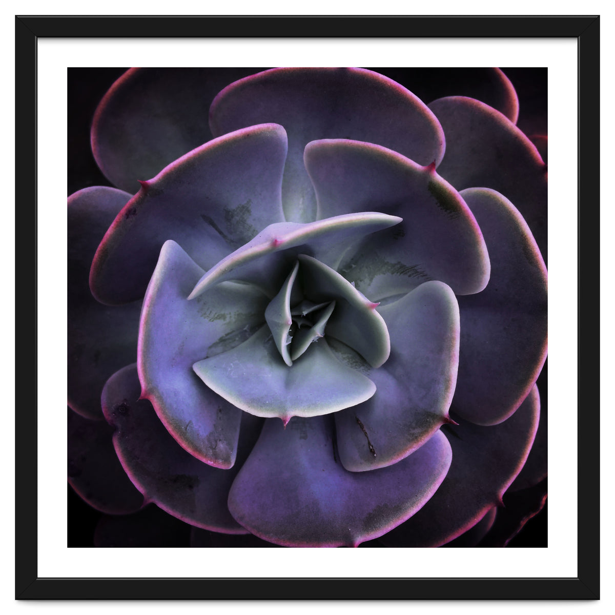 DARKSIDE OF SUCCULENTS VII