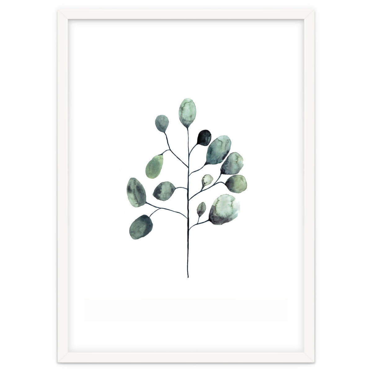 Botanical Illustration Eukalyptus