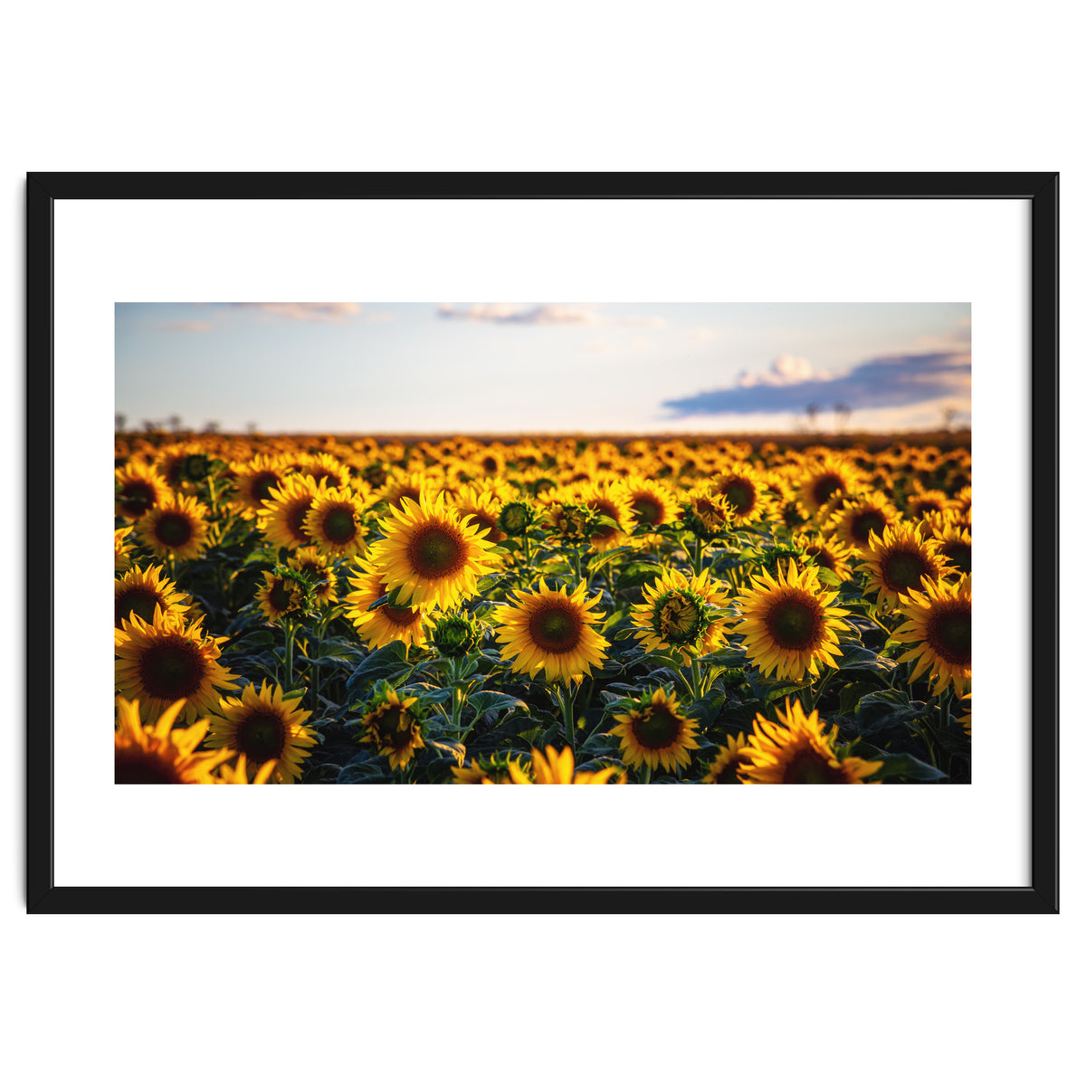 Summer Sunflowers