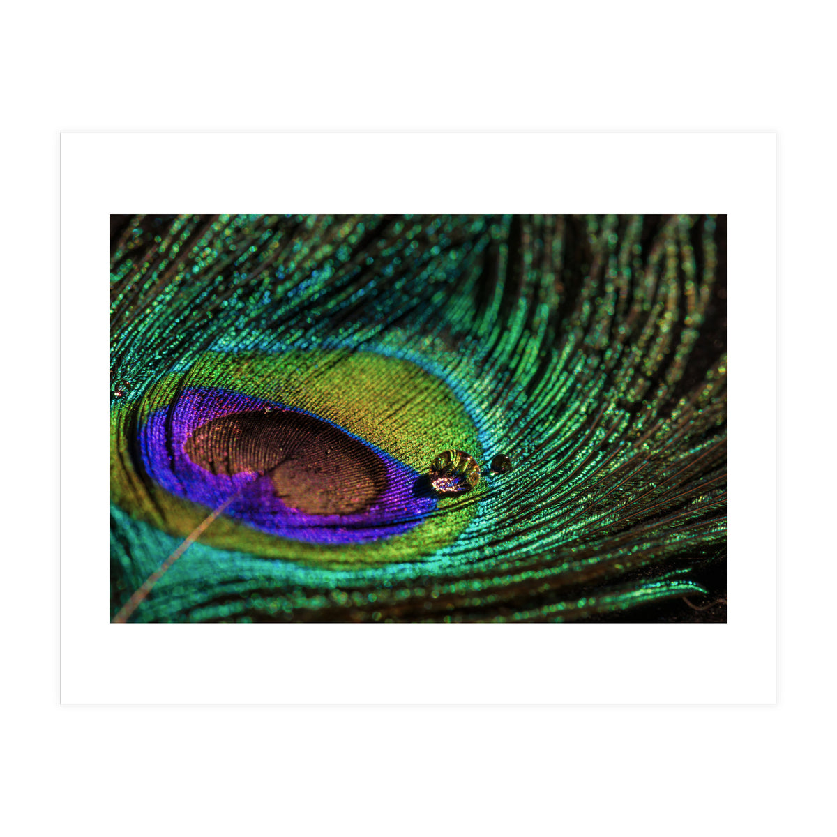 Peacock feather (Print Only)