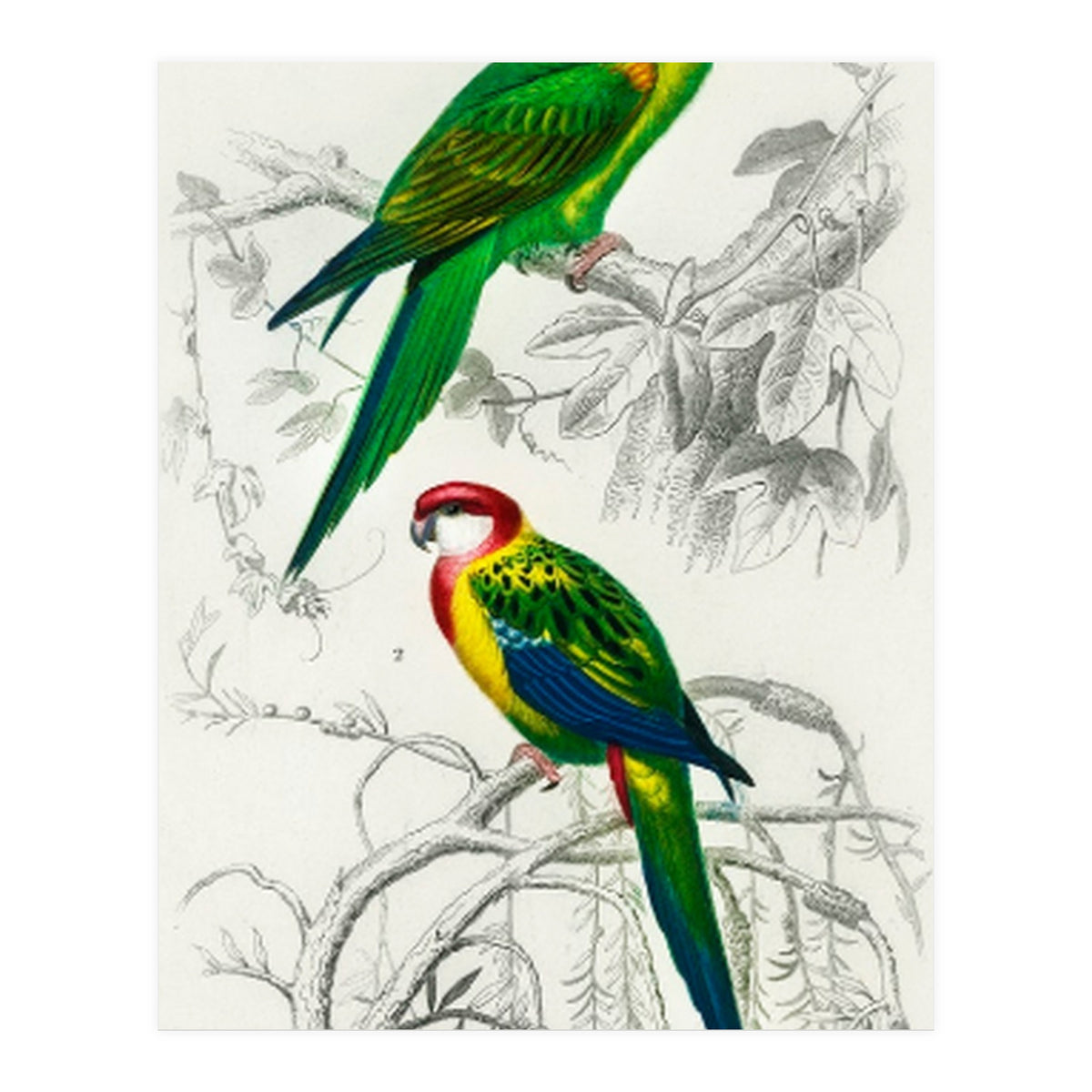 Different types of birds illustrated (Print Only)