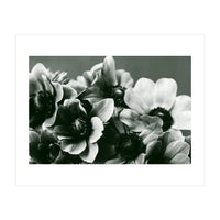 Anemone Flowers (Print Only)