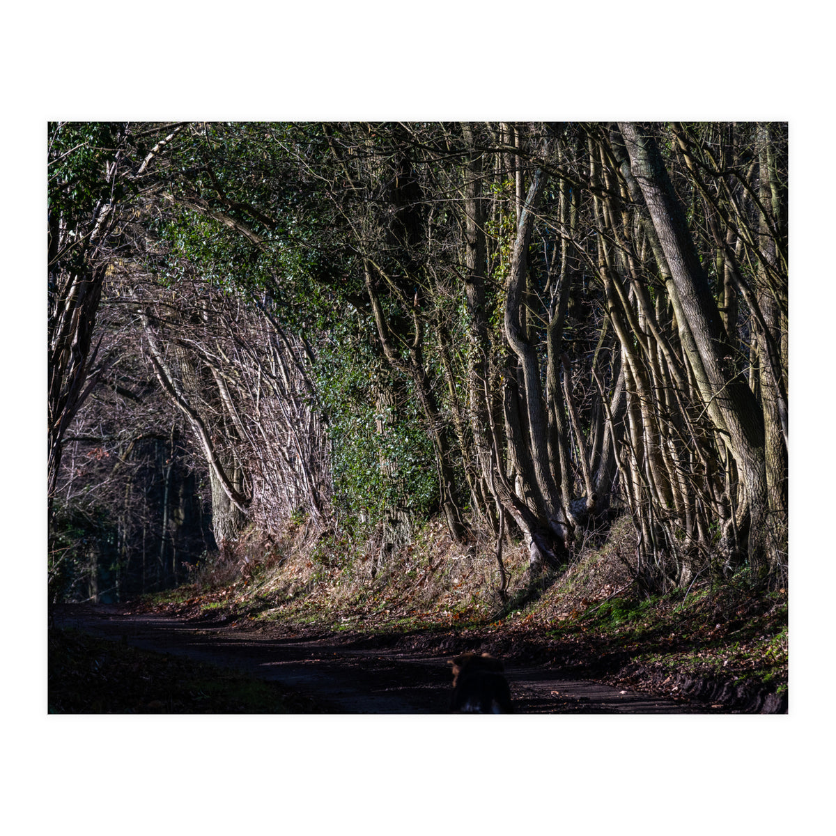 Sunlit Tunnel of Trees (Print Only)