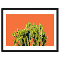 Bold Cactus