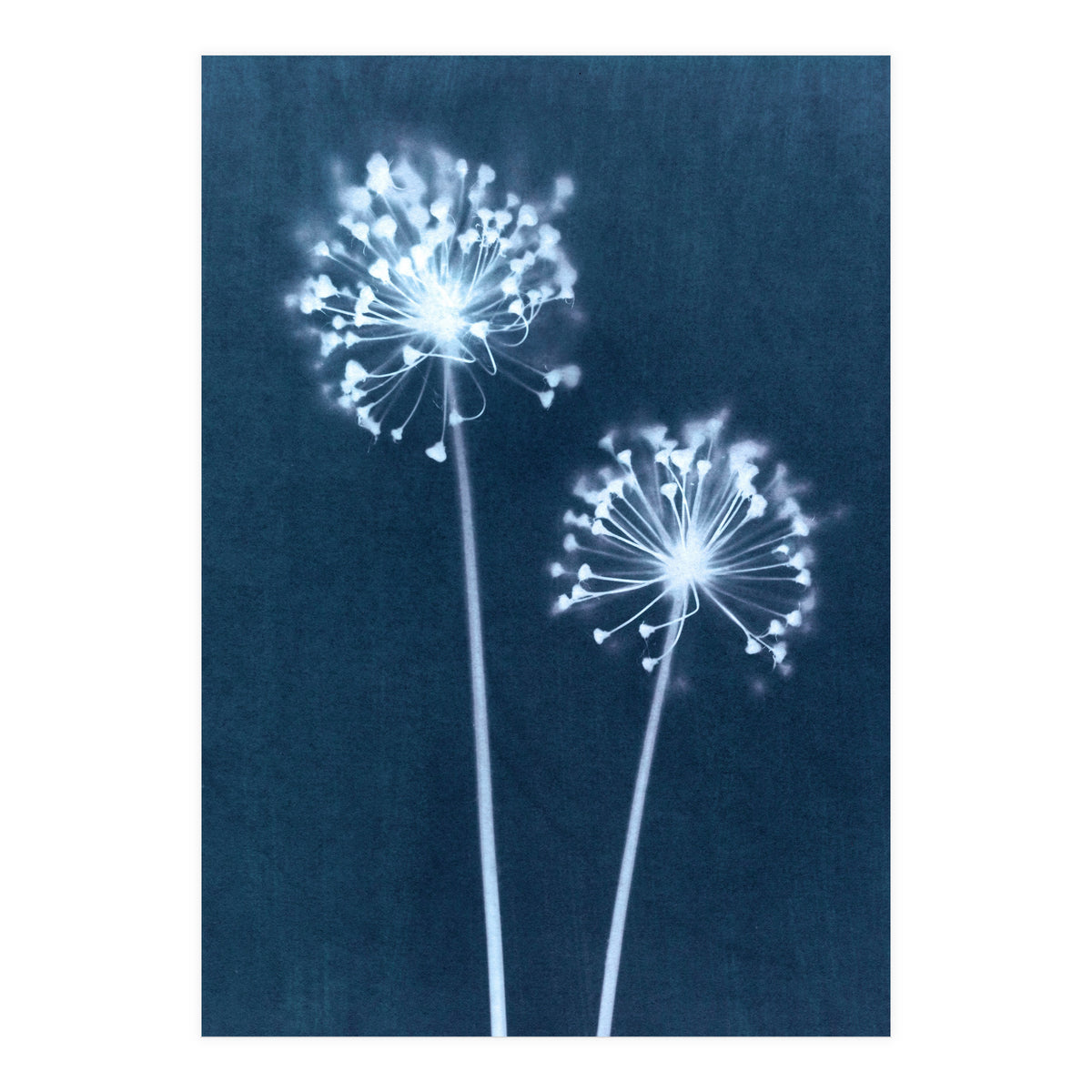 Indigo Dandelion (Print Only)