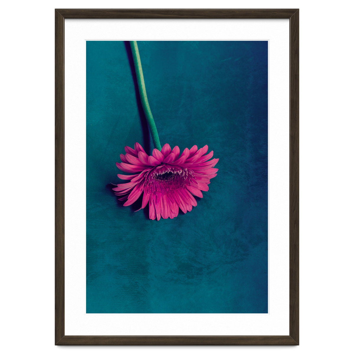 Gerbera for love