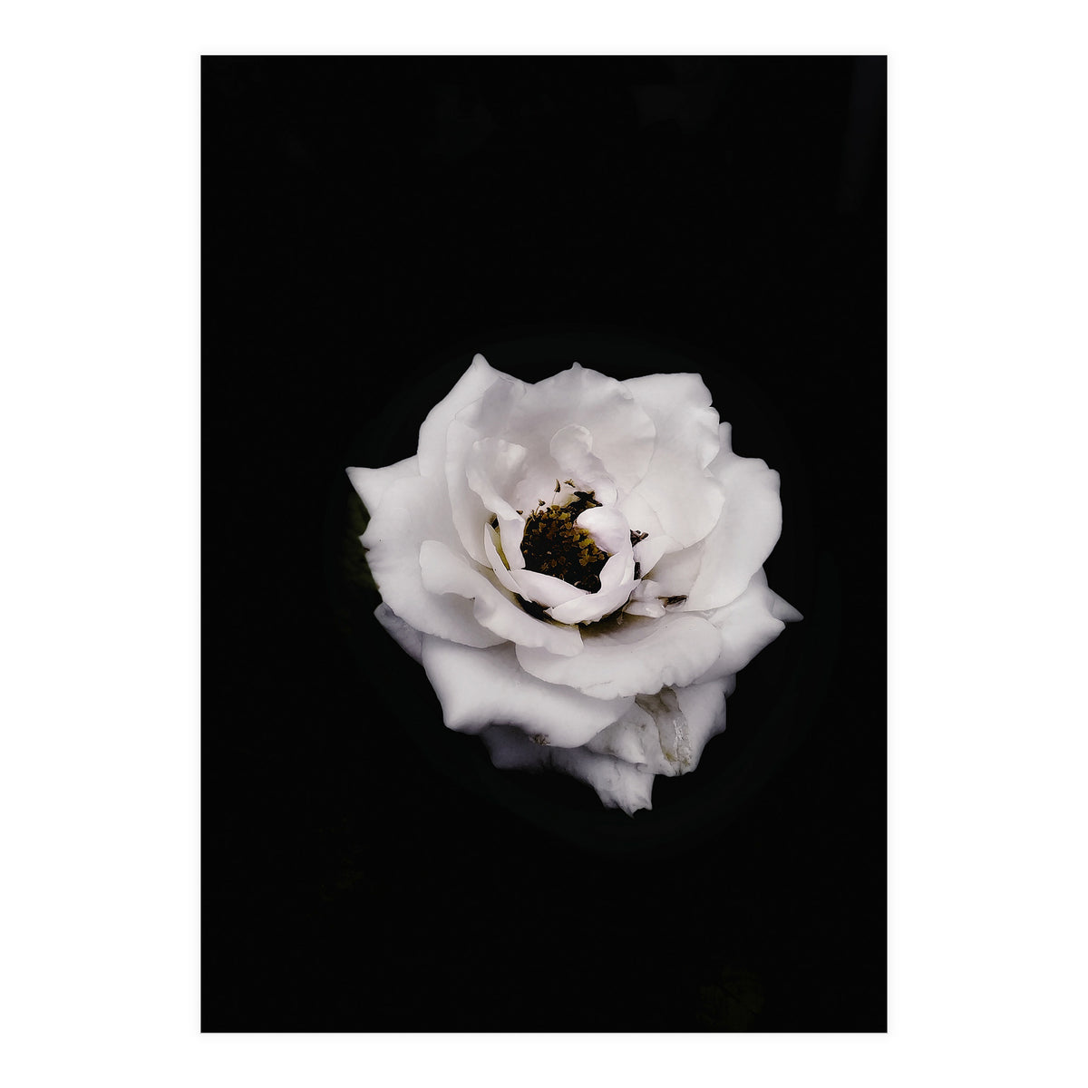 White Rose (Print Only)