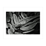 Snake (Print Only) thumbnail