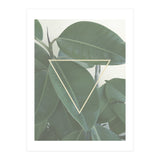 ficus triangle (Print Only) thumbnail