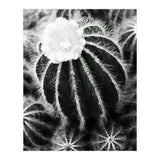 Cactus (Print Only) thumbnail