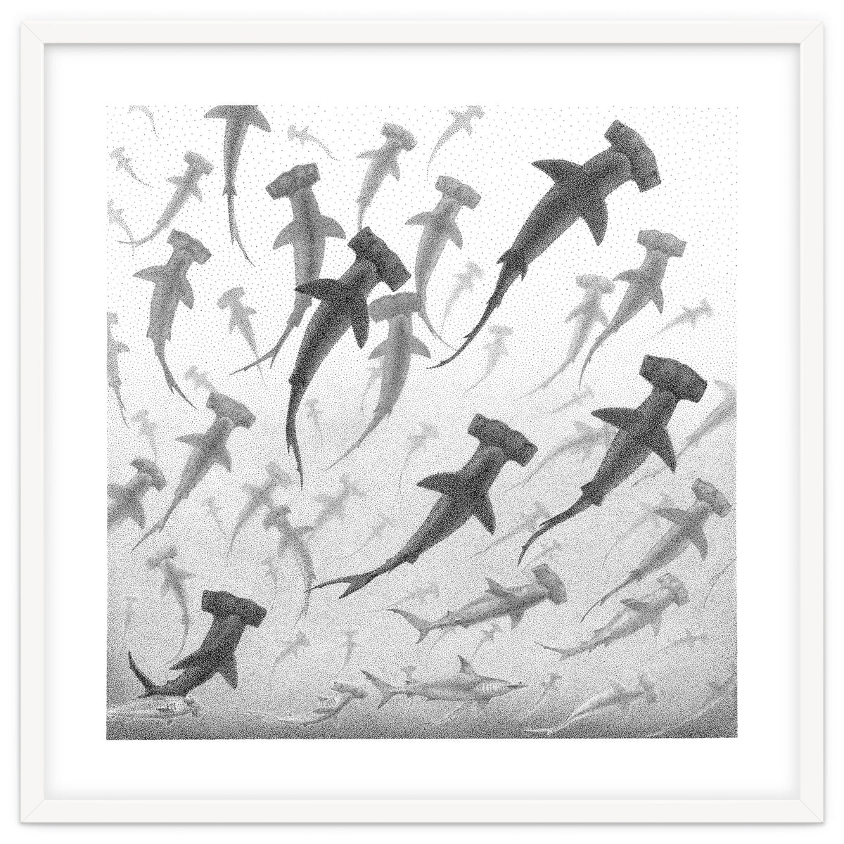 Schooling Hammerheads