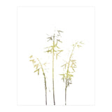 Neutral Hosta (Print Only) thumbnail