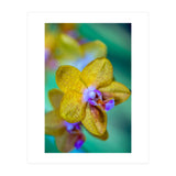 Orchidee Phalleanopsis (Print Only) thumbnail