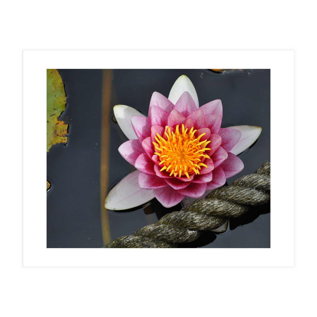 Water Lilly (Print Only)
