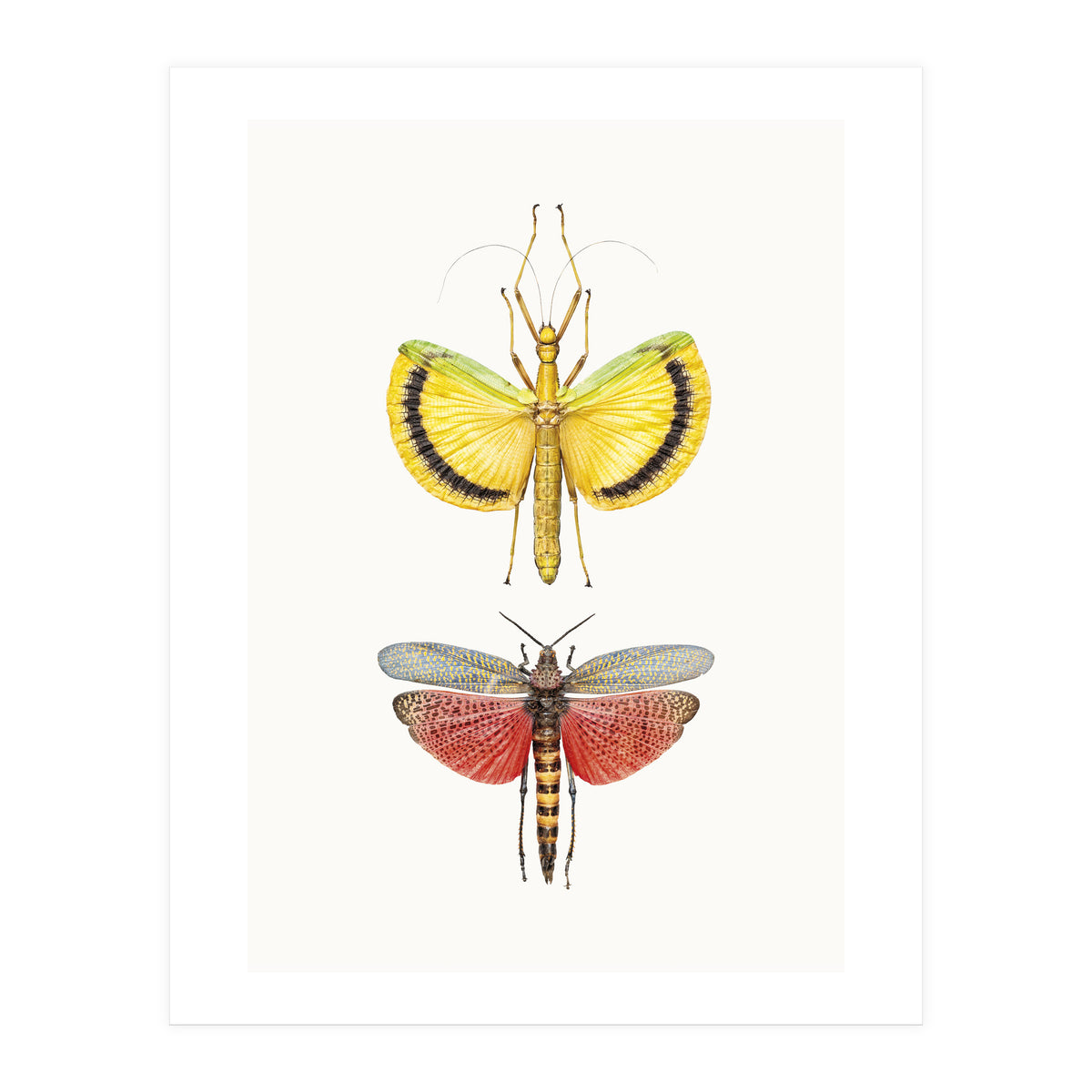 Cc Insects 08 (Print Only)