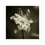 Wilting daffodil (Print Only) thumbnail