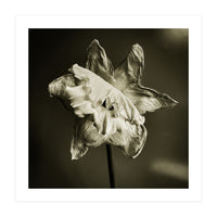 Wilting daffodil (Print Only)
