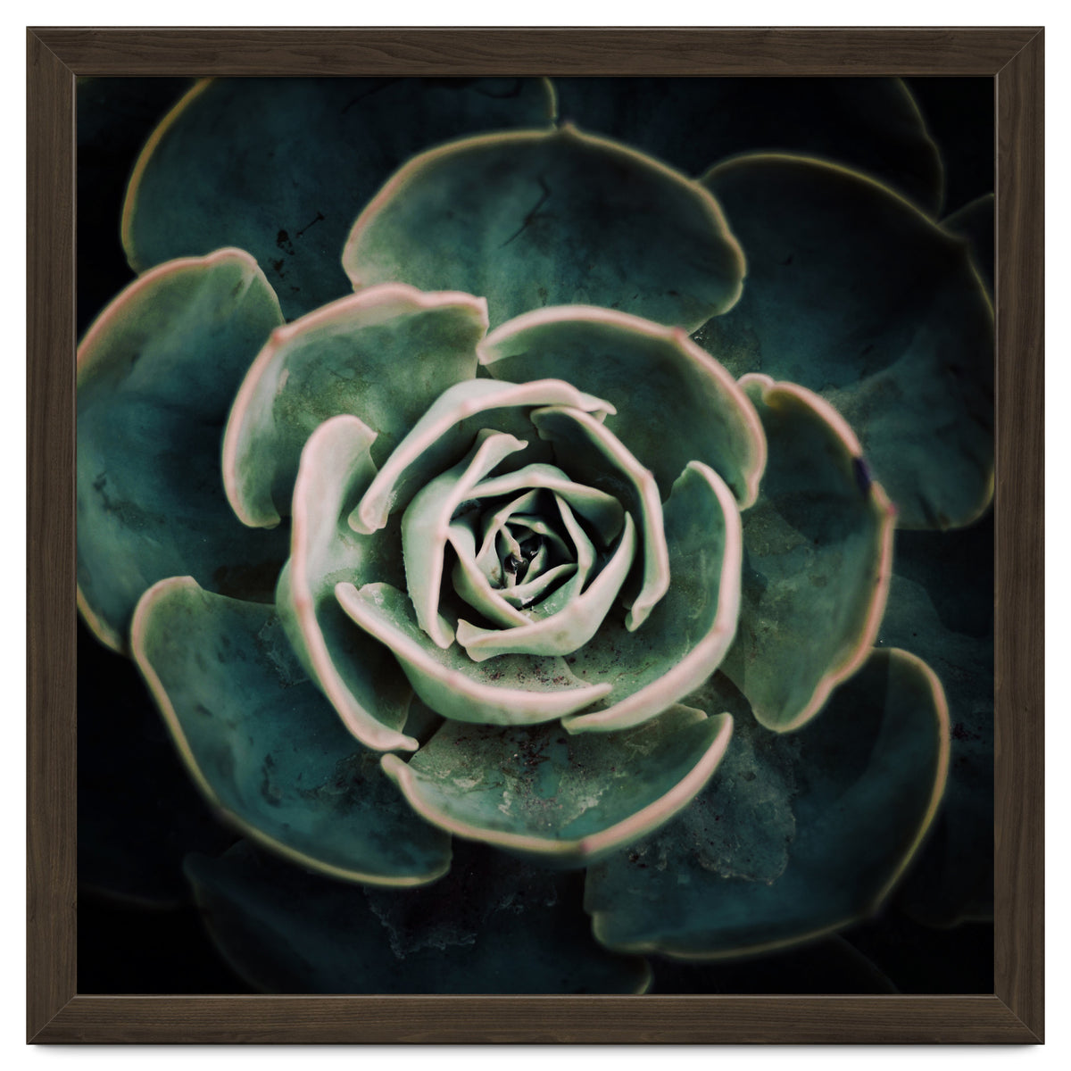 DARKSIDE OF SUCCULENTS IV-A