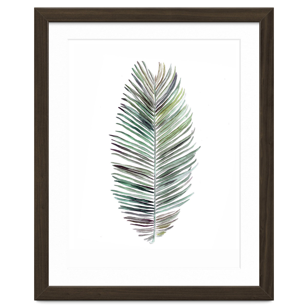 Botanical Illustration Cocos Palm