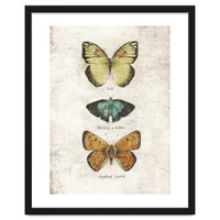 Butterflies V