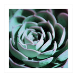 DARKSIDE OF SUCCULENTS III-A (Print Only) thumbnail
