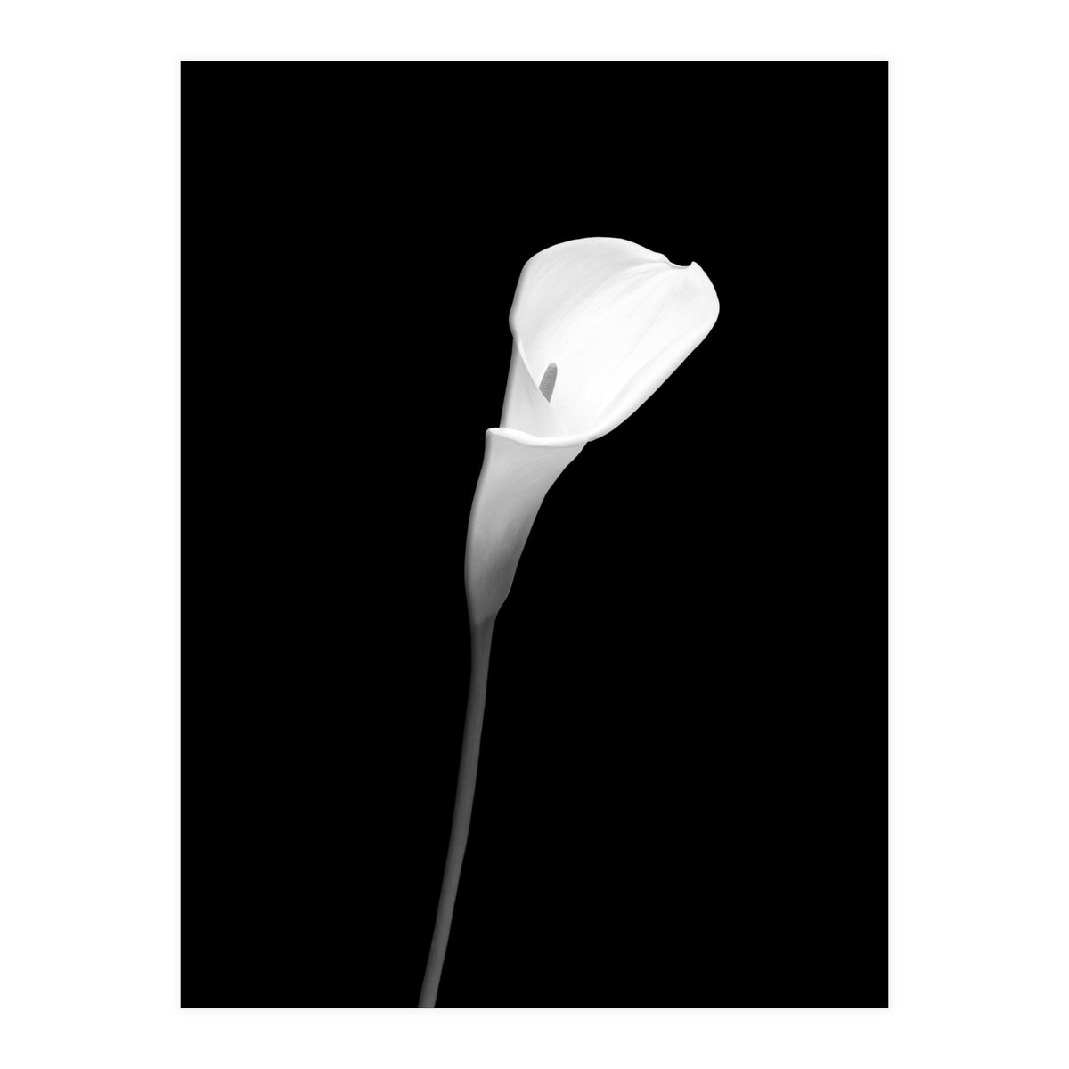 Calla | dark design (Print Only)