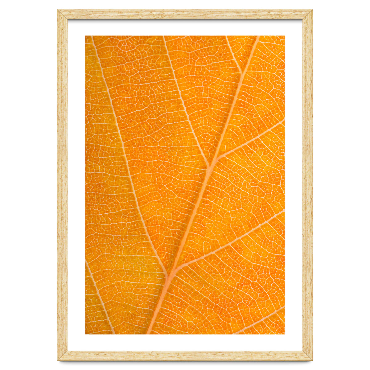 Autumn Leaf