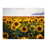 Summer Sunflowers (Print Only) thumbnail