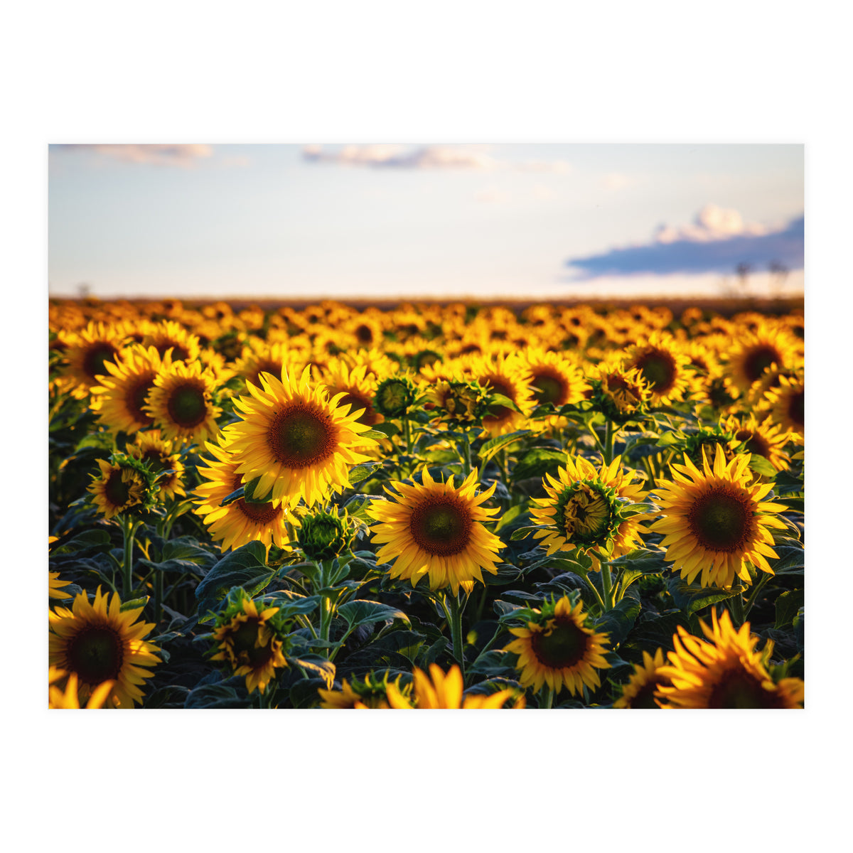 Summer Sunflowers (Print Only)