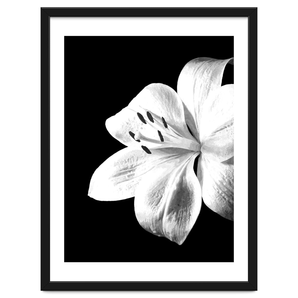 White Lily Black Background
