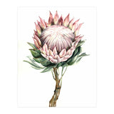 Protea (Print Only) thumbnail