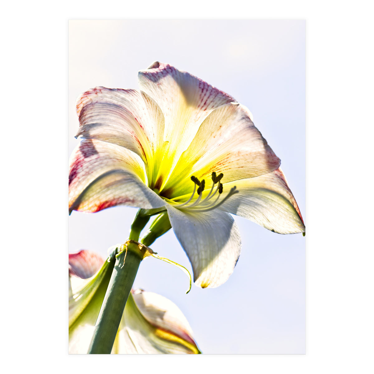 Amaryllis 2 (Print Only)