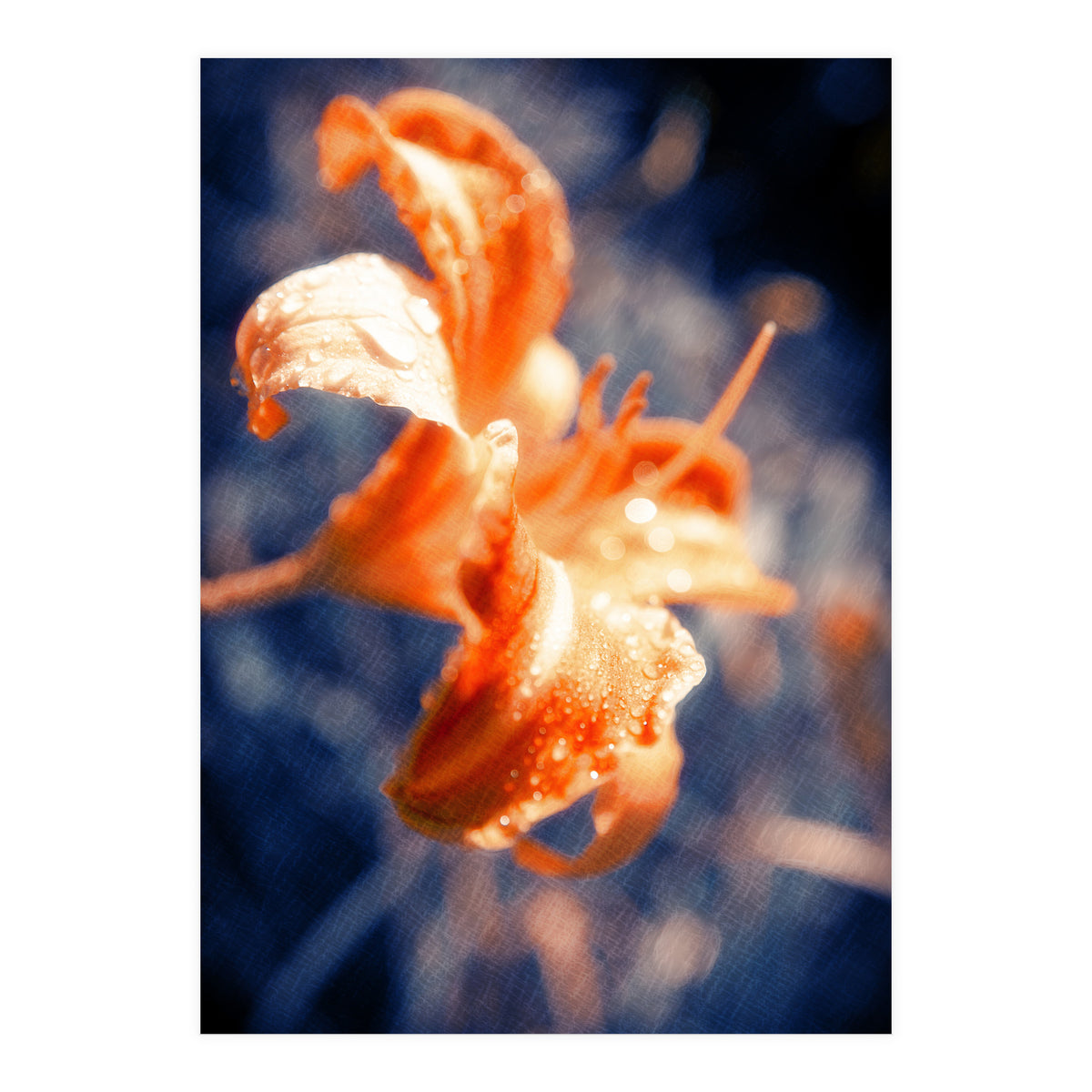 Lily Flower (Print Only)