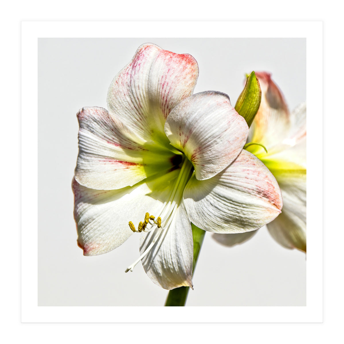 Amaryllis 1 (Print Only)