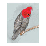 Gang gang cockatoo (Print Only) thumbnail