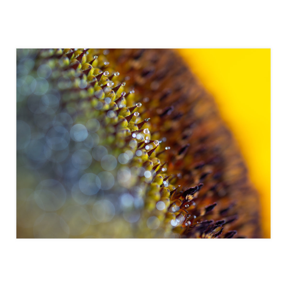 Bumblebee (Print Only)